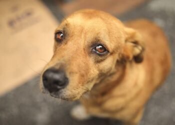 Senador propone reconocimiento constitucional de derechos animales en México
