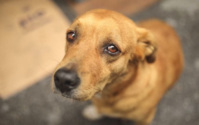 Senador propone reconocimiento constitucional de derechos animales en México Senador propone reconocimiento constitucional de derechos animales en México