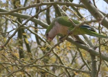 Plaga de pericos argentinos causa estragos en Hermosillo: especialista