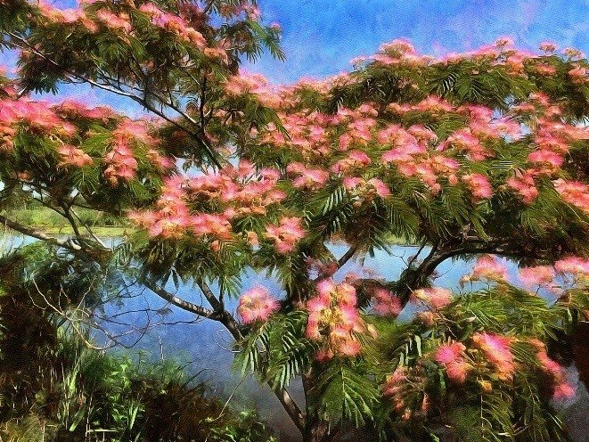 Ábol de la Seda