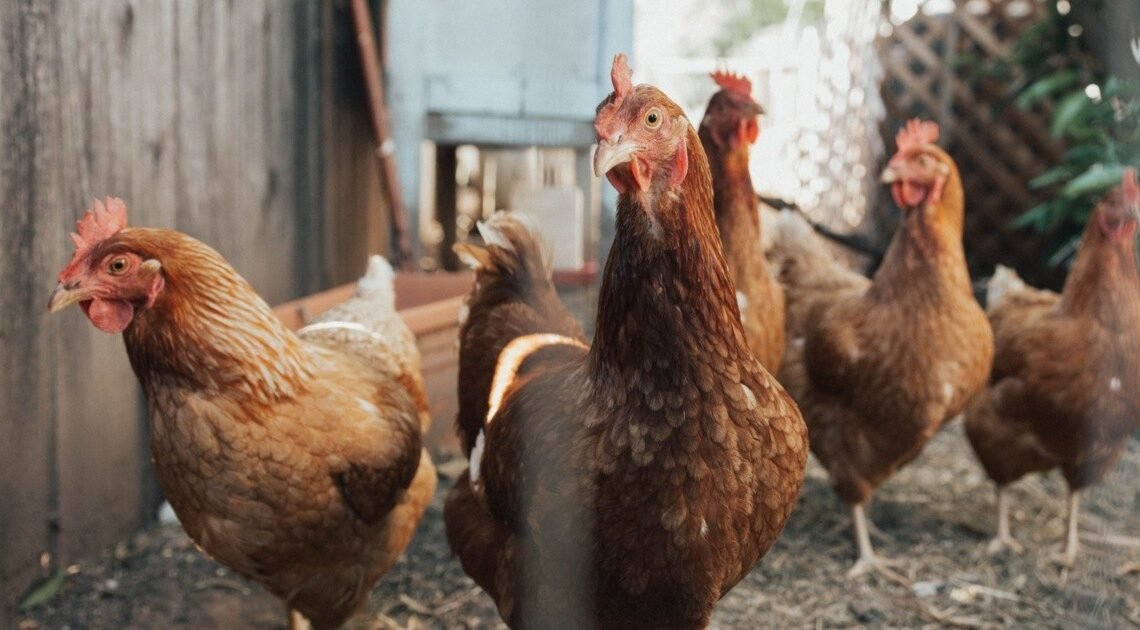 Hombre de 50 años mata a su hermano de 53 a machetazos por una gallina en velada familiar en Nicaragua