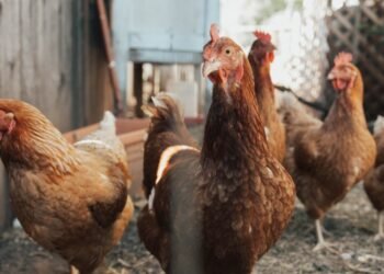 Hombre de 50 años mata a su hermano de 53 a machetazos por una gallina en velada familiar en Nicaragua