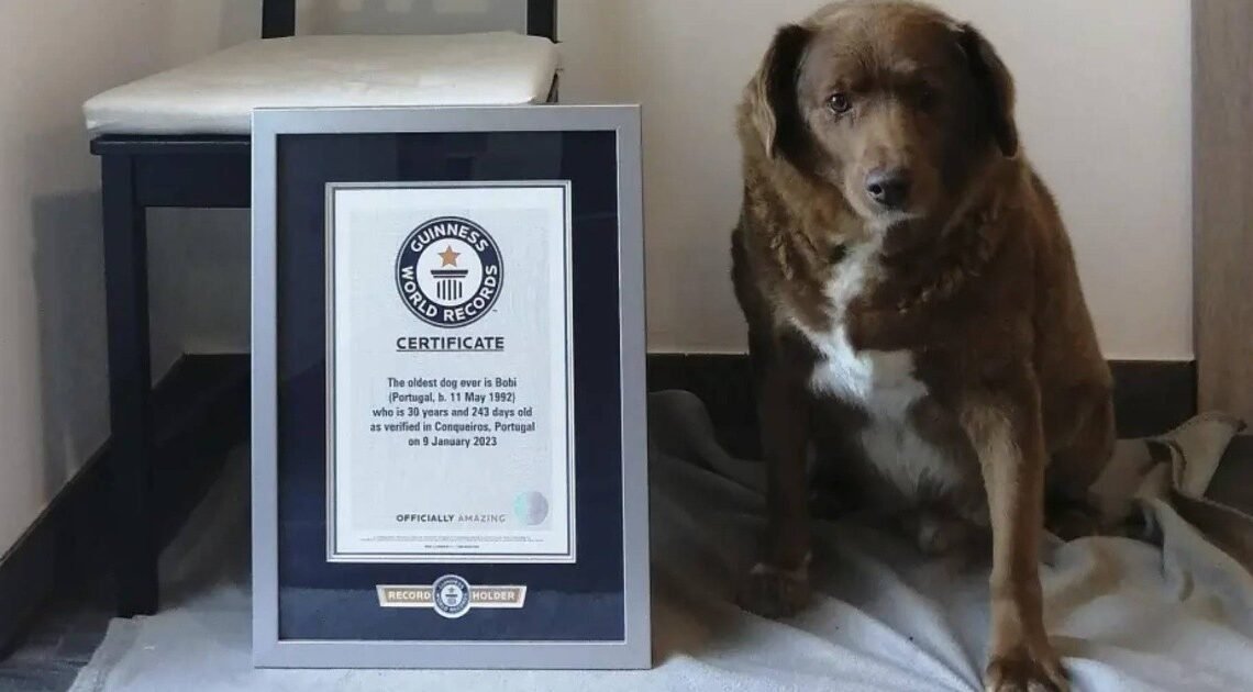 El título de ‘perro más viejo de la historia’ otorgado a Bobi es suspendido por Guinness World Records