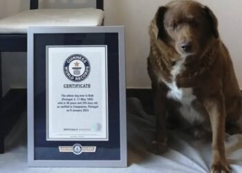 El título de ‘perro más viejo de la historia’ otorgado a Bobi es suspendido por Guinness World Records