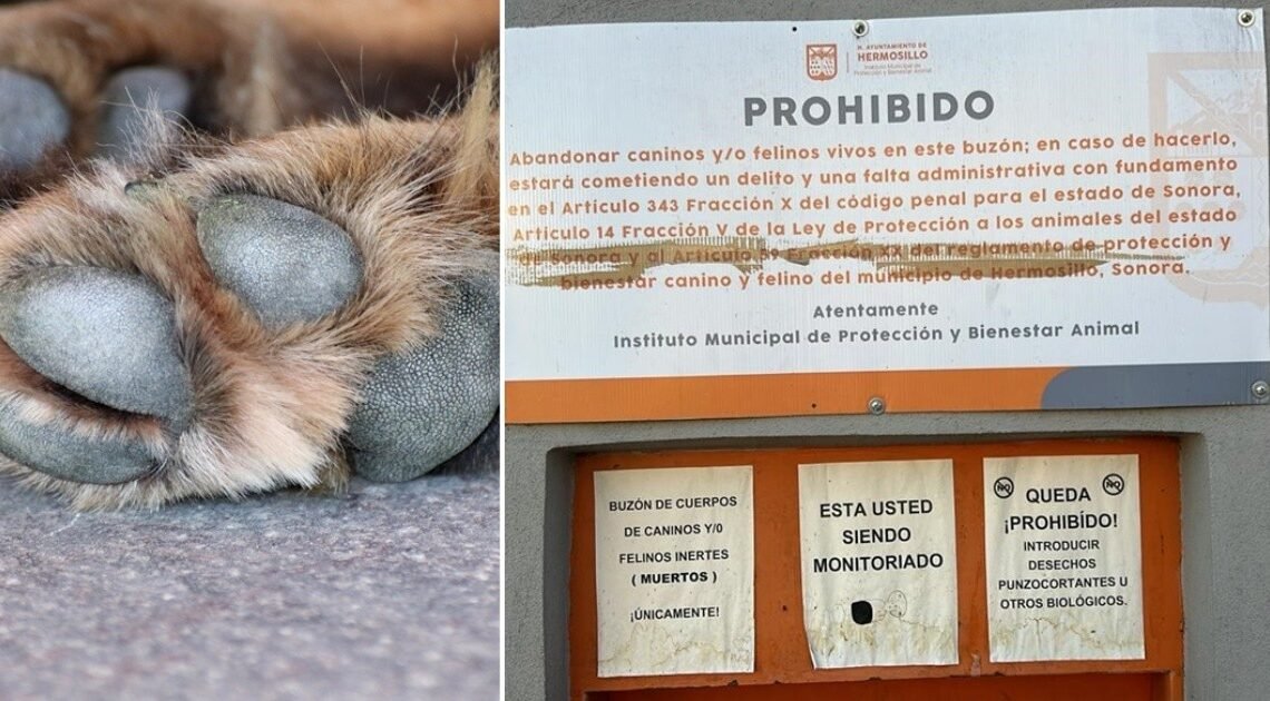Hermosillo: Dejan al día hasta 30 mascotas muertas en buzón de Protección y Bienestar Animal