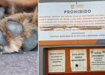Hermosillo: Dejan al día hasta 30 mascotas muertas en buzón de Protección y Bienestar Animal