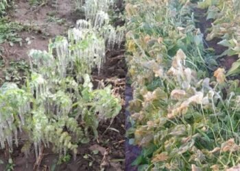 Inspeccionan más de 3 mil hectáreas en sur de Sonora por bajas temperaturas