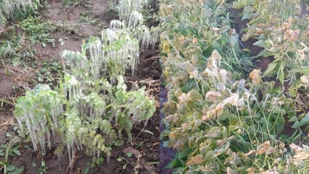Inspeccionan más de 3 mil hectáreas en sur de Sonora por bajas temperaturas Inspeccionan más de 3 mil hectáreas en sur de Sonora por bajas temperaturas