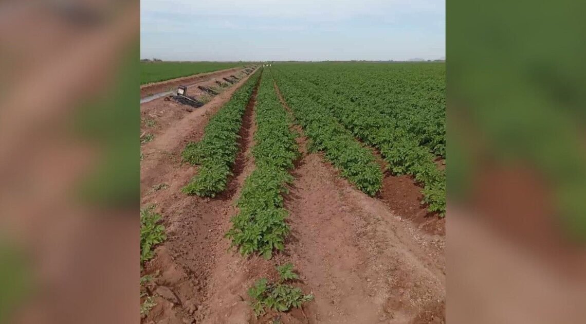 Frío causa estragos en el Valle del Mayo Frío causa estragos en el Valle del Mayo