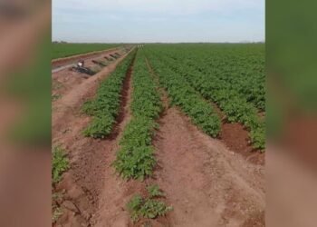 Frío causa estragos en el Valle del Mayo
