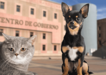 Inicia la Campaña de Vacunación Antirrábica en Drive-Thru para Perros y Gatos