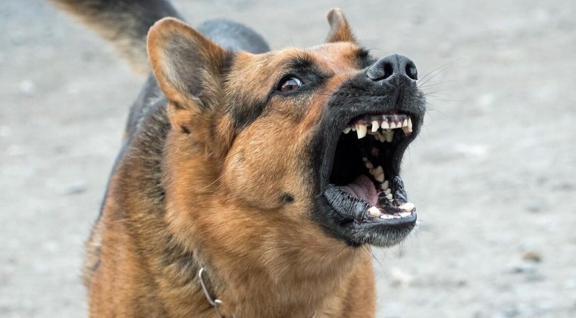 Ataca perro bravo a mujer y le ocasiona varias lesiones en Nogales