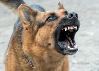 Ataca perro bravo a mujer y le ocasiona varias lesiones en Nogales