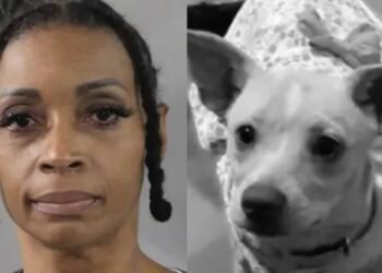 Enfermera es arrestada por envenenar a los gatos y a la perrita embarazada de sus vecinos: reportan autoridades de Florida