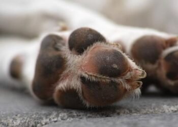 Fiscalía investiga envenenamiento de perros en Nogales