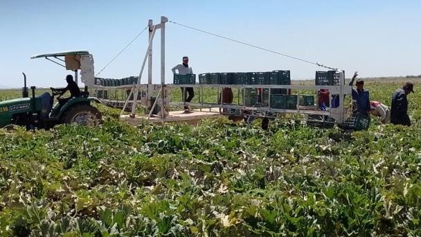 Temperaturas de hasta 0 grados en Guaymas y Empalme afectan los cultivos Temperaturas de hasta 0 grados en Guaymas y Empalme afectan los cultivos