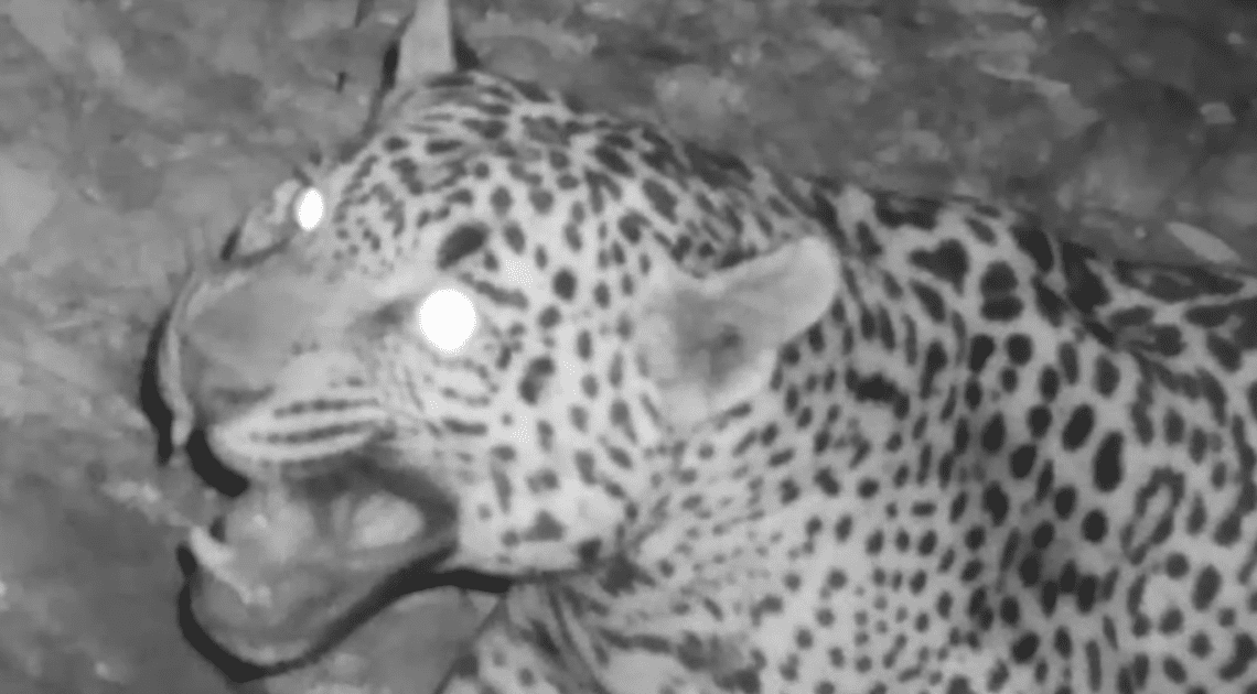 VIDEO: Captan a jaguar cerca de Tucson, Arizona VIDEO: Captan a jaguar cerca de Tucson, Arizona