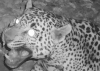 VIDEO: Captan a jaguar cerca de Tucson, Arizona