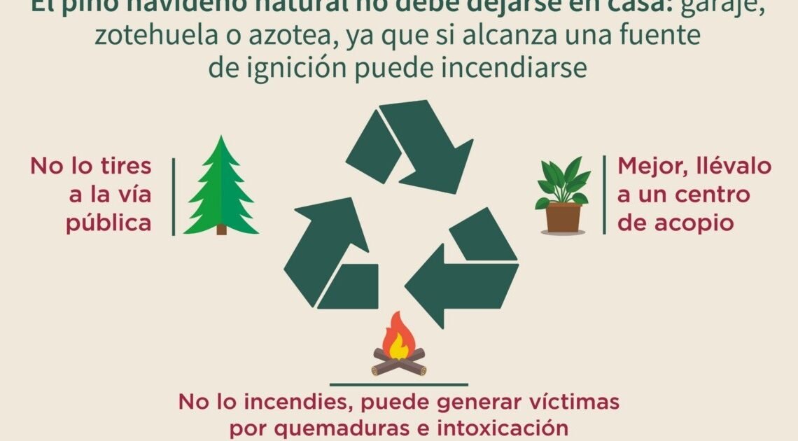 40 pinos han sido recolectados en puntos de acopio ubicados en la ciudad