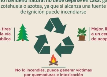 40 pinos han sido recolectados en puntos de acopio ubicados en la ciudad