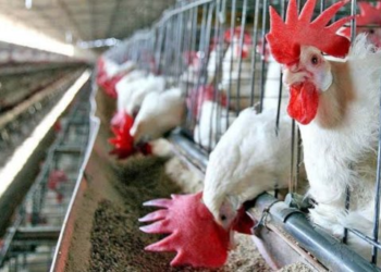 Gripe aviar está controlada en Sonora: Sader