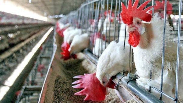 Gripe aviar está controlada en Sonora: Sader Gripe aviar está controlada en Sonora: Sader