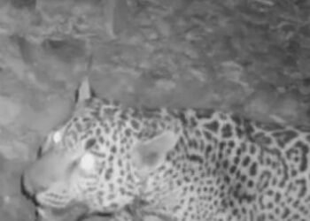 Alertan por avistamento de jaguar en la frontera Sonora-Arizona