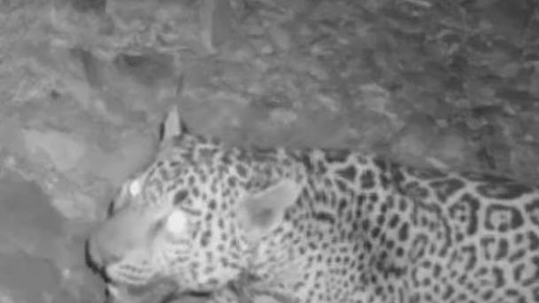 Alertan por avistamento de jaguar en la frontera Sonora-Arizona Alertan por avistamento de jaguar en la frontera Sonora-Arizona