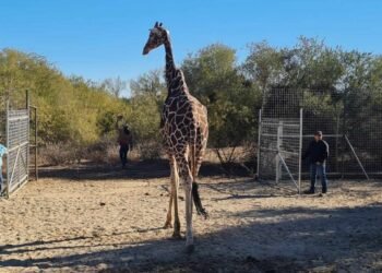 “Pancho” es ahora una jirafa “jubilada” | Noticias de México
