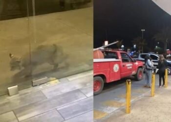 Capturan a lince en una plaza comercial de Ciudad Obregón