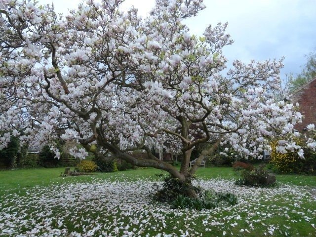 Árbol de Magnolia