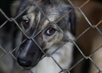 Mascotas encadenadas, mayor reporte de maltrato animal en Hermosillo
