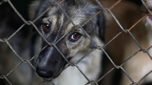 Mascotas encadenadas, mayor reporte de maltrato animal en Hermosillo Mascotas encadenadas, mayor reporte de maltrato animal en Hermosillo
