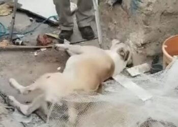 Reportan envenenamiento de mascotas en Nogales