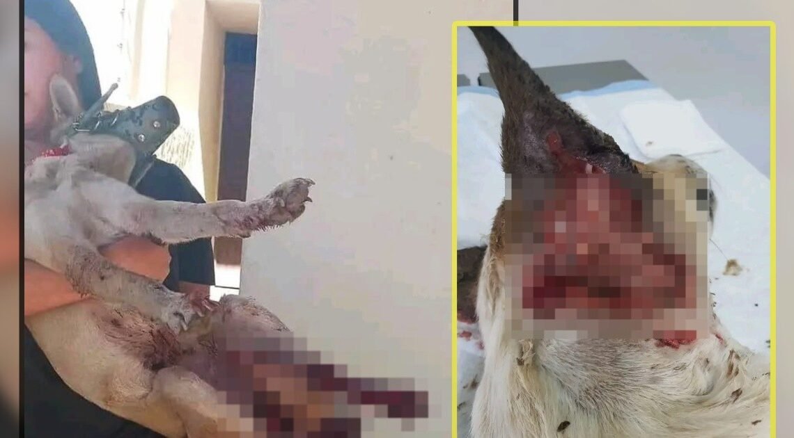Se reporta una gran cantidad de perritos lastimados y perdidos a causa de la pirotecnia como resultado de las fiestas decembrinas en Cajeme Se reporta una gran cantidad de perritos lastimados y perdidos a causa de la pirotecnia como resultado de las fiestas decembrinas en Cajeme