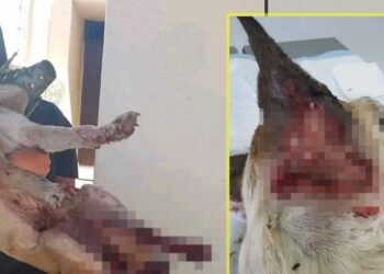 Se reporta una gran cantidad de perritos lastimados y perdidos a causa de la pirotecnia como resultado de las fiestas decembrinas en Cajeme