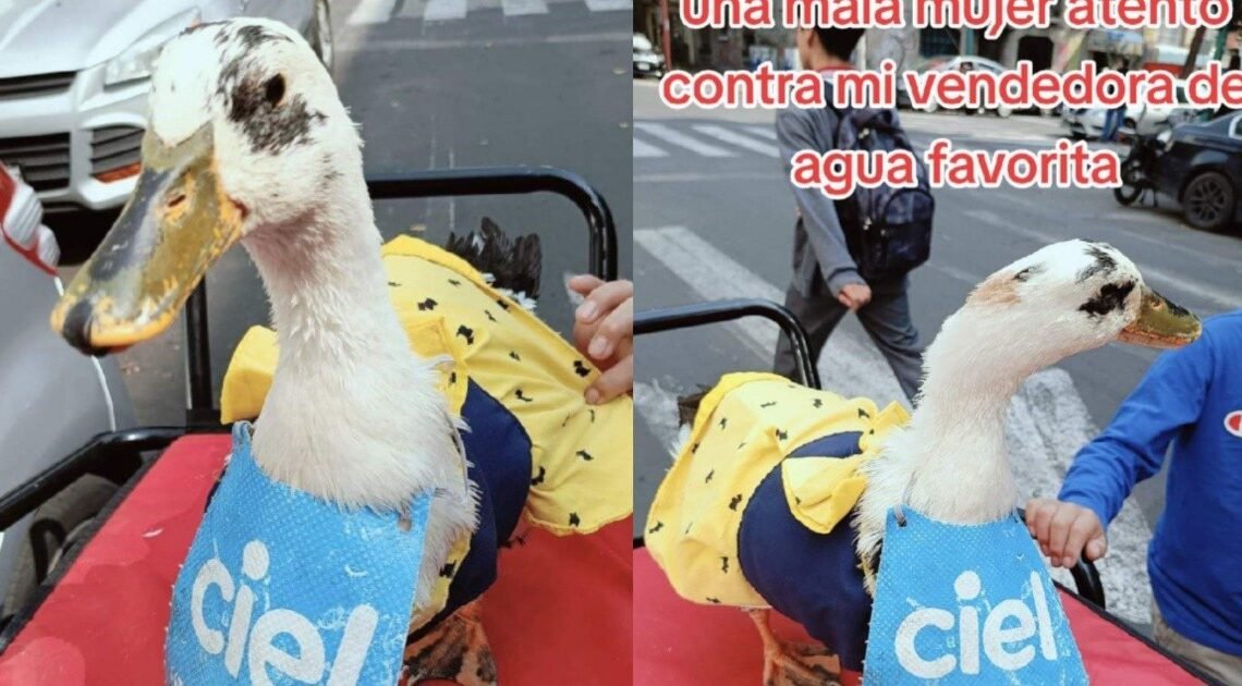 Reportan muerte de Waffle, la patita que vendía aguas en Cdmx; mujer la habría matado Reportan muerte de Waffle, la patita que vendía aguas en Cdmx; mujer la habría matado