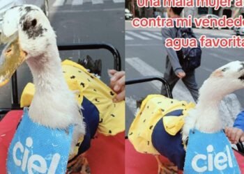 Reportan muerte de Waffle, la patita que vendía aguas en Cdmx; mujer la habría matado