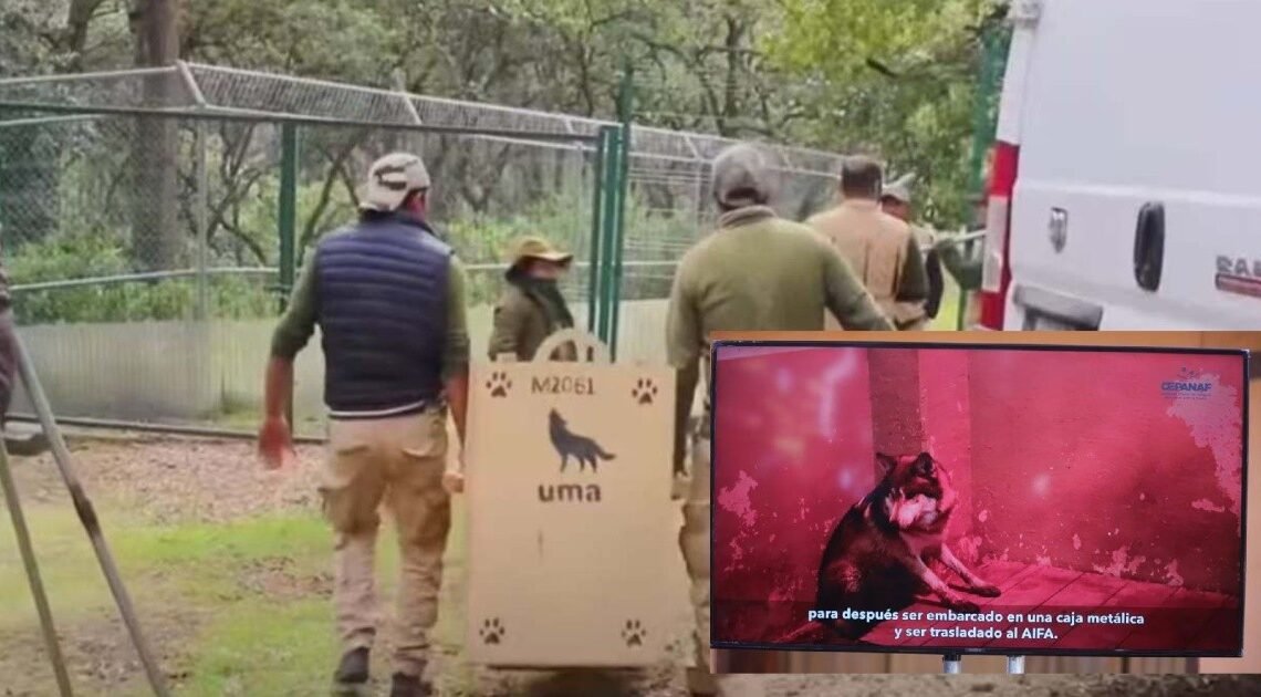 Lobo gris mexicano “Ach” es enviado a EU para que se reproduzca en Nuevo México