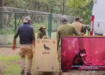 Lobo gris mexicano “Ach” es enviado a EU para que se reproduzca en Nuevo México