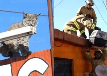 Bomberos rescatan a un lince en calles de Hermosillo