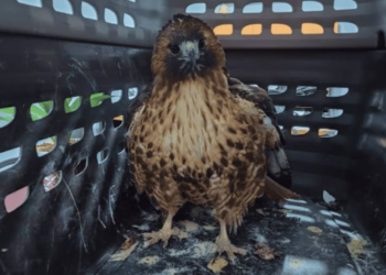 Rescatan a águila herida en la zona urbana de Ciudad Obregón