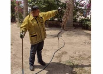 Bajan reportes de retiro de animales en 2023 en Hermosillo