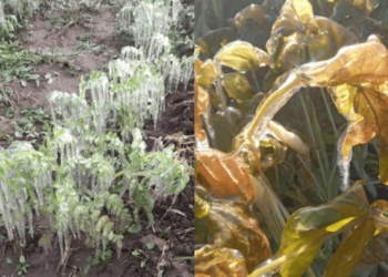 Cultivos del Valle del Yaqui los más afectados por las bajas temperaturas
