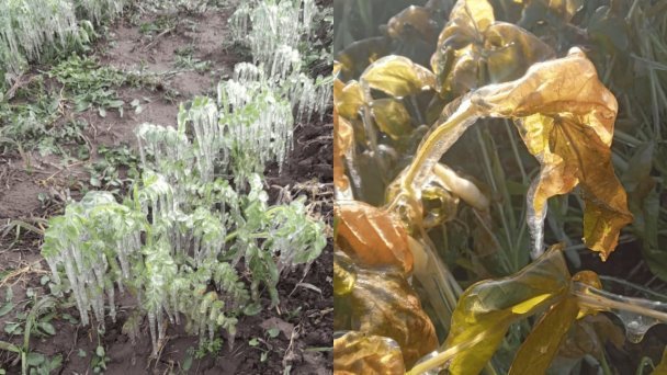 Cultivos del Valle del Yaqui los más afectados por las bajas temperaturas Cultivos del Valle del Yaqui los más afectados por las bajas temperaturas