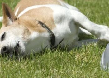Utilizan veneno altamente peligroso en al menos 16 perros