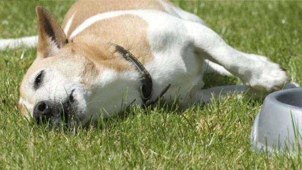 Utilizan veneno altamente peligroso en al menos 16 perros Utilizan veneno altamente peligroso en al menos 16 perros