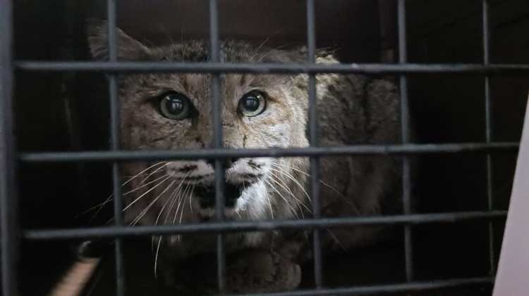 Capturan a lince en una plaza comercial de Ciudad Obregón