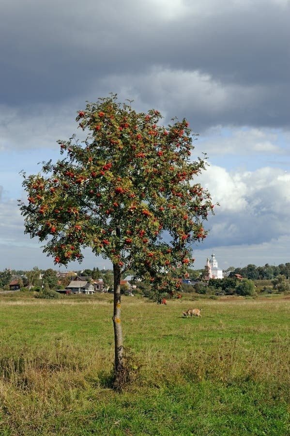 Árbol de la Ceniza de Montaña