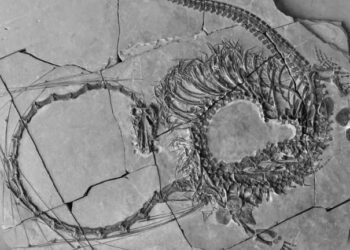 Descubren fósil de “Dragón Chino” marino de 240 millones años